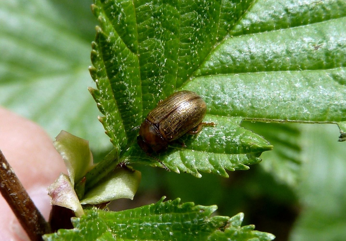 Gonioctena sp.